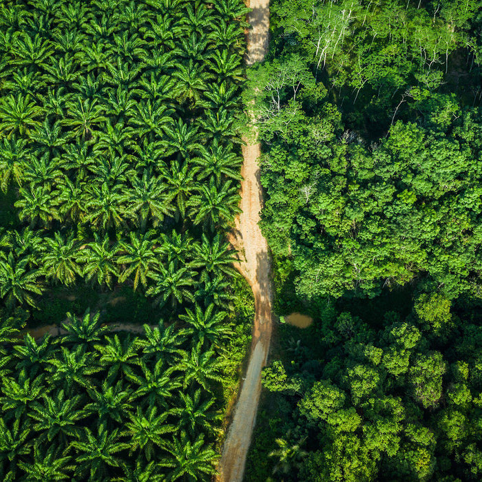 The Man of the Forest（森の人）