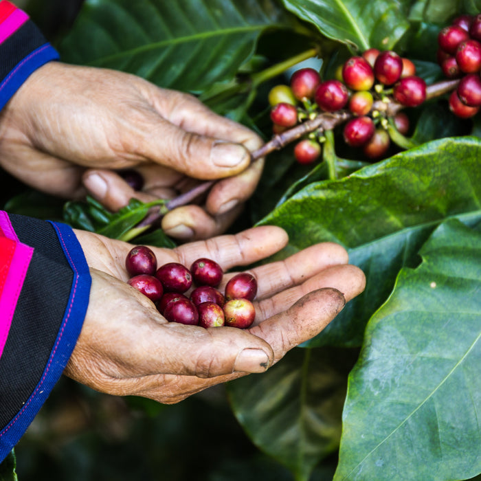 美味しい豆知識！コーヒー誕生秘話